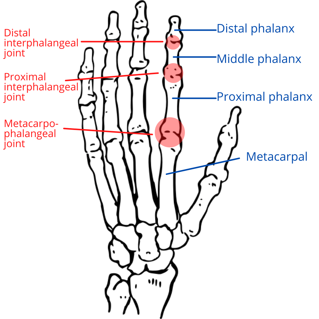 Drawing of a hand with lines point to each bone in the index finger and circles around the joints.