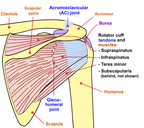 Rotator Cuff & Shoulder Pain Relief Lansdowne, VA - Nova Rehab