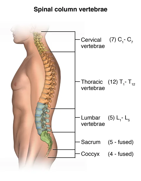 Diagram of a person's spine with different sections of the vertebrae labeled, Cervical, Thoracic, Lumbar, Sacrum, and Coccyx vertebrae are pointed out.